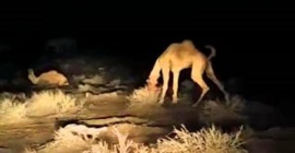 بالفيديو.. إطلاق شاب النار على رأس جمل تشعل مواقع التواصل الاجتماعي