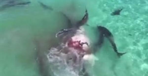 70 سمكة قرش تفترس حوتا قبالة سواحل أستراليا