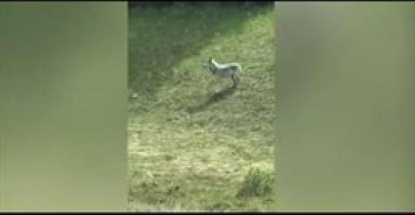 بالفيديو.. لحظة مطاردة ذئب لقطيع ماعز على طريق سريع