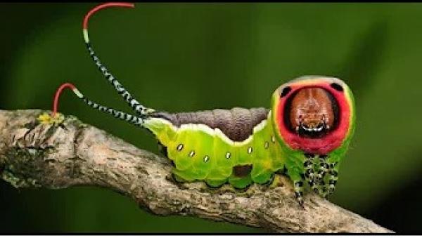 تعرف على 10 حشرات خطيرة جداً على حياة الإنسان يجب عليك الإبتعاد عنها !