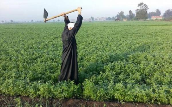 العثور على جثة خمسيني بين الحقول والدرك يستنفر عناصره وشكوك حول لدغة أفعى!