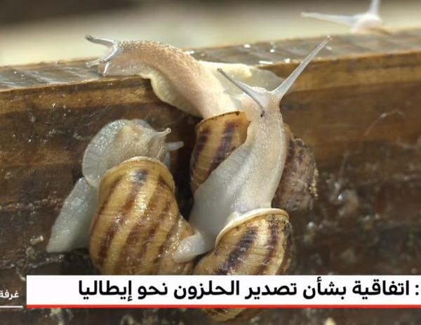 المغرب .. اتفاقية بشأن تصدير الحلزون نحو إيطاليا