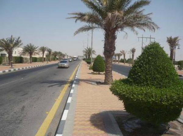 الداخلية تصدر قرارا بوقف استيراد شجر النخيل لتزيين واجهات المدن