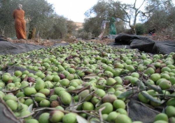 توقع جني 100 ألف طن من الزيتون بإقليم وزان خلال الموسم الفلاحي الجاري