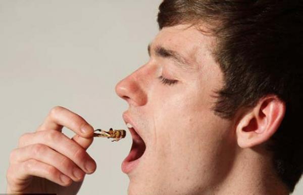 الكونغو تسد عجز الطعام بـ«تربية الحشرات»