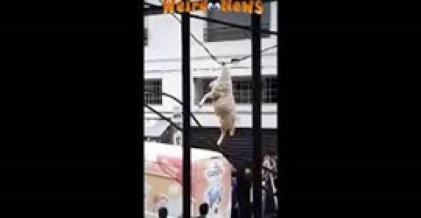 بالفيديو.. خروف يعلق في أسلاك الكهرباء