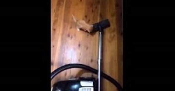 بالفيديو.. رد فعل قطة تشاهد مكنسة كهربائية لأول مرة