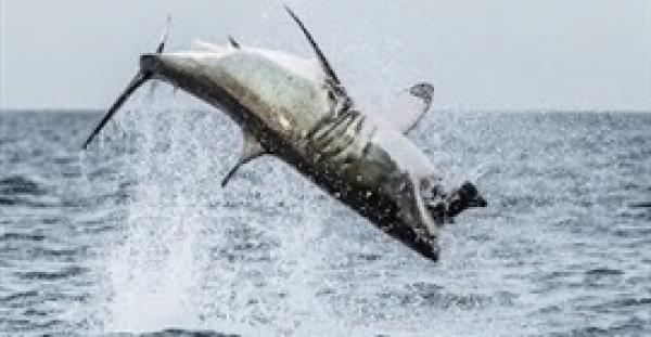 بالفيديو : سمكة قرش تطير في الهواء للحصول على طعامها