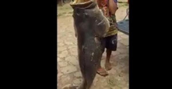 بالفيديو.. شاب يصطاد سمكة وحشية بأدوات بدائية