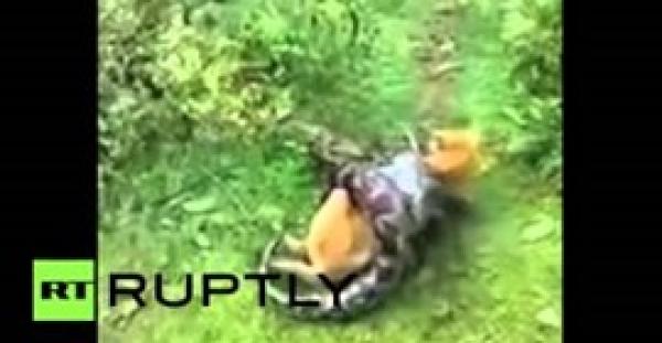 بالفيديو.. مزارع ينقذ كلبه من قبضة ثعبان عملاق