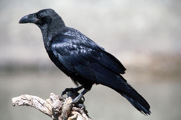 الغراب هو من امره الله سبحانه وتعالى بتعليم قابيل بدفن اخيه ,هل تعلم لماذا ؟؟؟