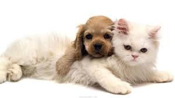 مدينة إسبانية تمنح الكلاب والقطط حقوق البشر