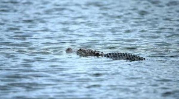 ألقى نفسه في مستنقع هرباً من الشرطة فالتهمه تمساح