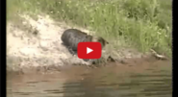 قط يبرع في اصطياد السمك بطريقة طريفة