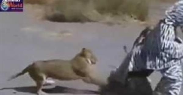 بالفيديو.. أسدان يهاجمان رجلين تنكرا في صورة حمار وحشي