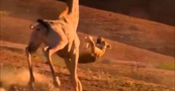 بالفيديو.. زرافة تدهس «أنثى أسد»