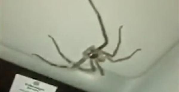 امرأة تعثر على عنكبوت مرعب بسيارتها (فيديو)