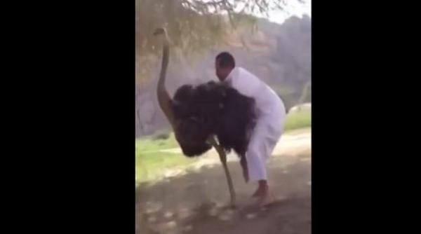 بالفيديو : نعامة ترفض سعودي حاول ركوبها