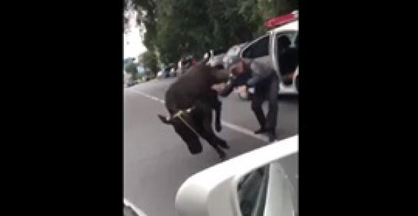 بالفيديو.. بقرة تنتقم من شرطي مرور حاول إبعادها عن نهر الطريق