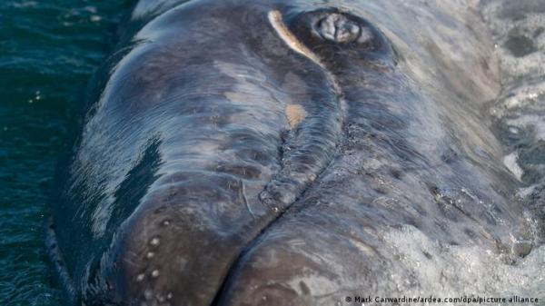 صورة تعبيرية من الارشيف