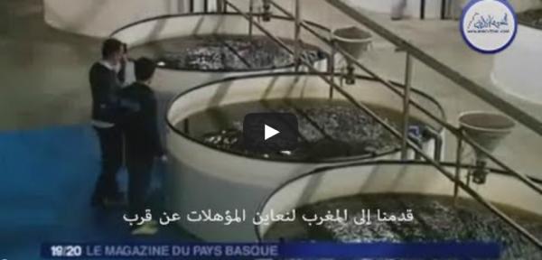 زيارة إلى المغرب: مملكة سمك النون‏