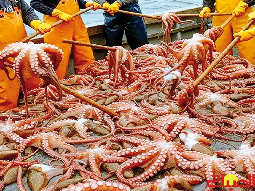 العيون .. انطلاق الموسم الشتوي لصيد الأخطبوط