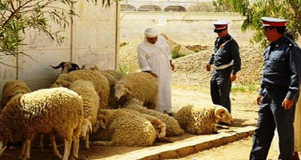 مع اقتراب العيد، درك تامنصورت يعتقل عصابة "فراقشية"