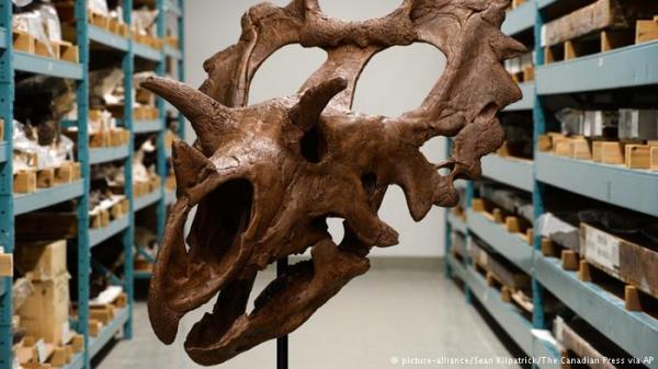 قرون وأشواك غريبة لديناصورين اكتشفا بغرب أمريكا