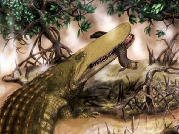 جد تماسيح إفريقيا عاش في المغرب قبل 95 مليون سنة 