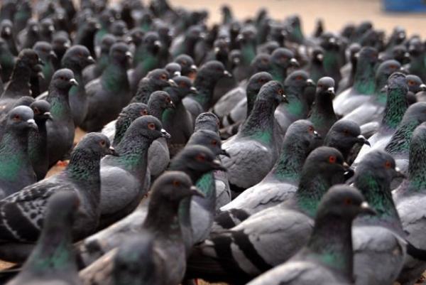 القبض على مواطن أهمل في تربية طيور «الحمام» بالنمسا