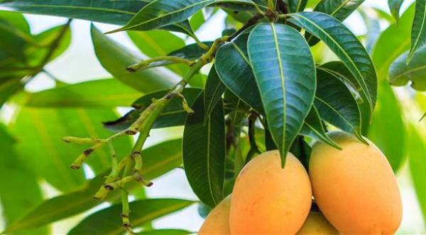 8 أطعمة تحارب السكري بشكل طبيعي