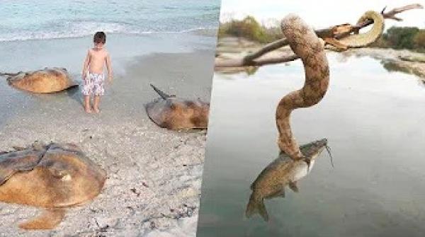 شاهد لماذا أستراليا هي أخطر دولة في العالم..!!