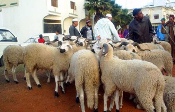 في ظل التصريح المعهود بوفرة الاضاحي مواطنون يتساءلون هل بمقدورنا شراء الكبش المرتقب