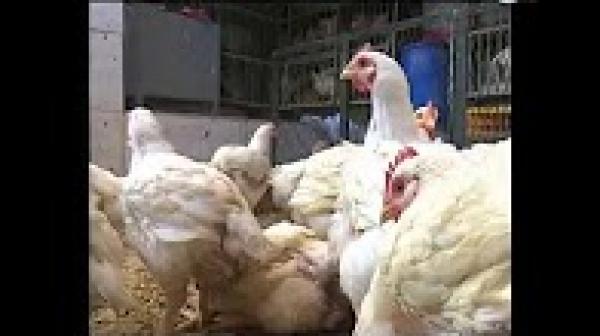 إجراءات احترازية بهدف تفادي دخول مرض "انفلونزا الطيور"