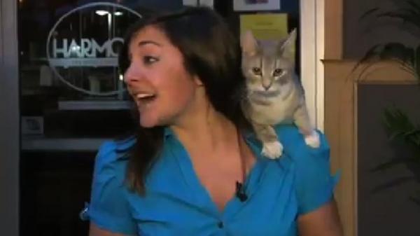 بالفيديو: قطة تقفز على كتف مراسلة أثناء بث حي