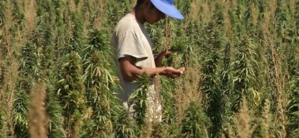 النزاع حول أرض غابوية يشعل فتيل الصراع بين مزارعي القنب الهندي بضواحي تاونات