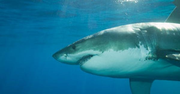 دراسة: تناول الأسماك المفترسة يزيد من أخطار الإصابة بالأزمات القلبية