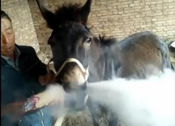 بالفيديو: صيني يدلل حماره بسيجار ضخم كل يوم