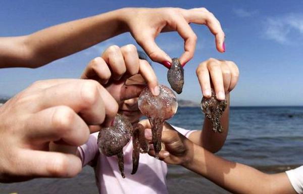 بالصورة.. قنديل بحر عملاق يثير الرعب بأحد شواطئ تطوان