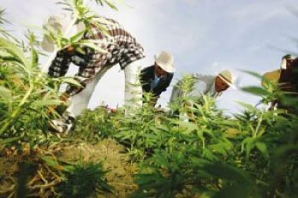 مليوني مغربي يعيشون من زراعة القنب الهندي ودعوات لتقنين هذه الزراعة