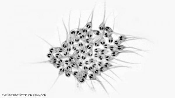 علماء يكتشفون أول كائن حي لا يتنفس