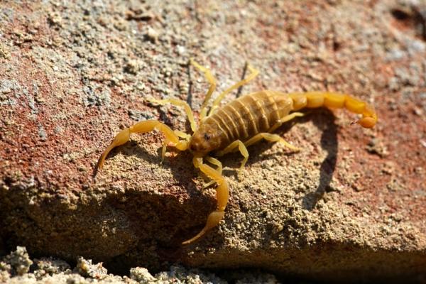 30 الف لسعة عقرب سنويا في المغرب