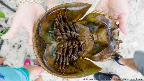 علماء يعثرون على حفرية لمخ كامل لسلطعون عمرها 310 مليون سنة