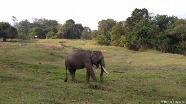 دراسة: الحيوانات "الوحيدة" عرضة للضغوط النفسية والذكور أكثر معاناة