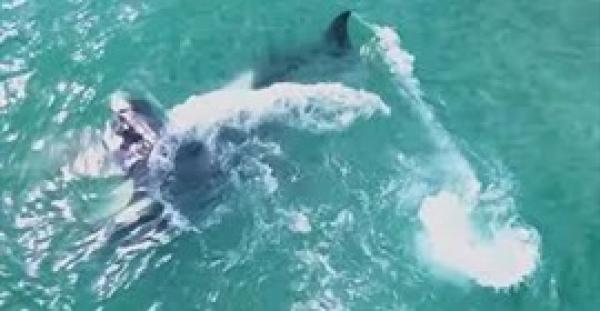 حوت قاتل يهاجم سمكة الراي اللاسع و يفترسها في ثوان(فيديو)