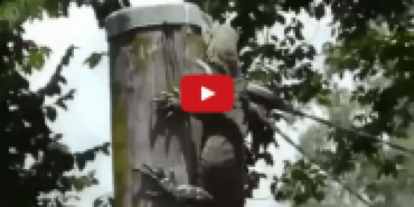 لحظة ابتلاع سحلية أسترالية لأرنب