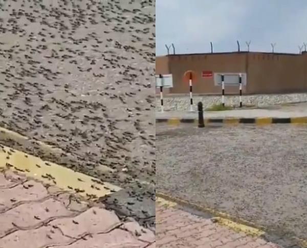 النمل الأسود يغزو بالمليارات الشوارع والمنازل بسلطنة عمان ..