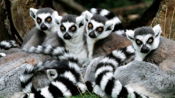 حديقة الحيوانات بالرباط تتعزز بولادة أربعة أشبال وتوأم حيوان الليمور من صنف "كاتا"