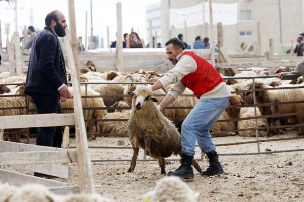 احذروا ... بعض الكسابة "يُسمِّنون" أضاحي العيد بحبوب "الدردك"