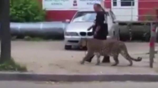 بالفيديو: رجل يتمشى مع فهد مفترس وسط مدينة روسية